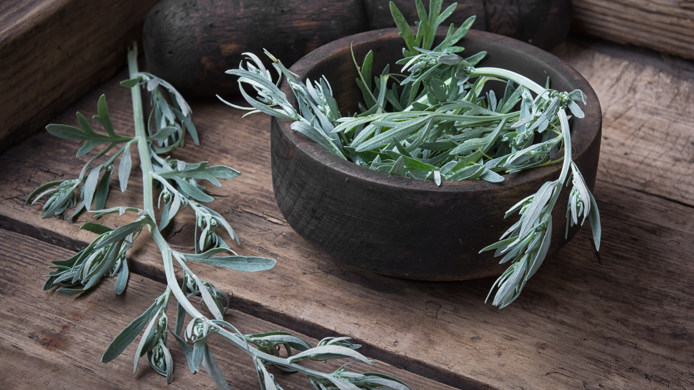 Conscious Plant Medicine Sourcing